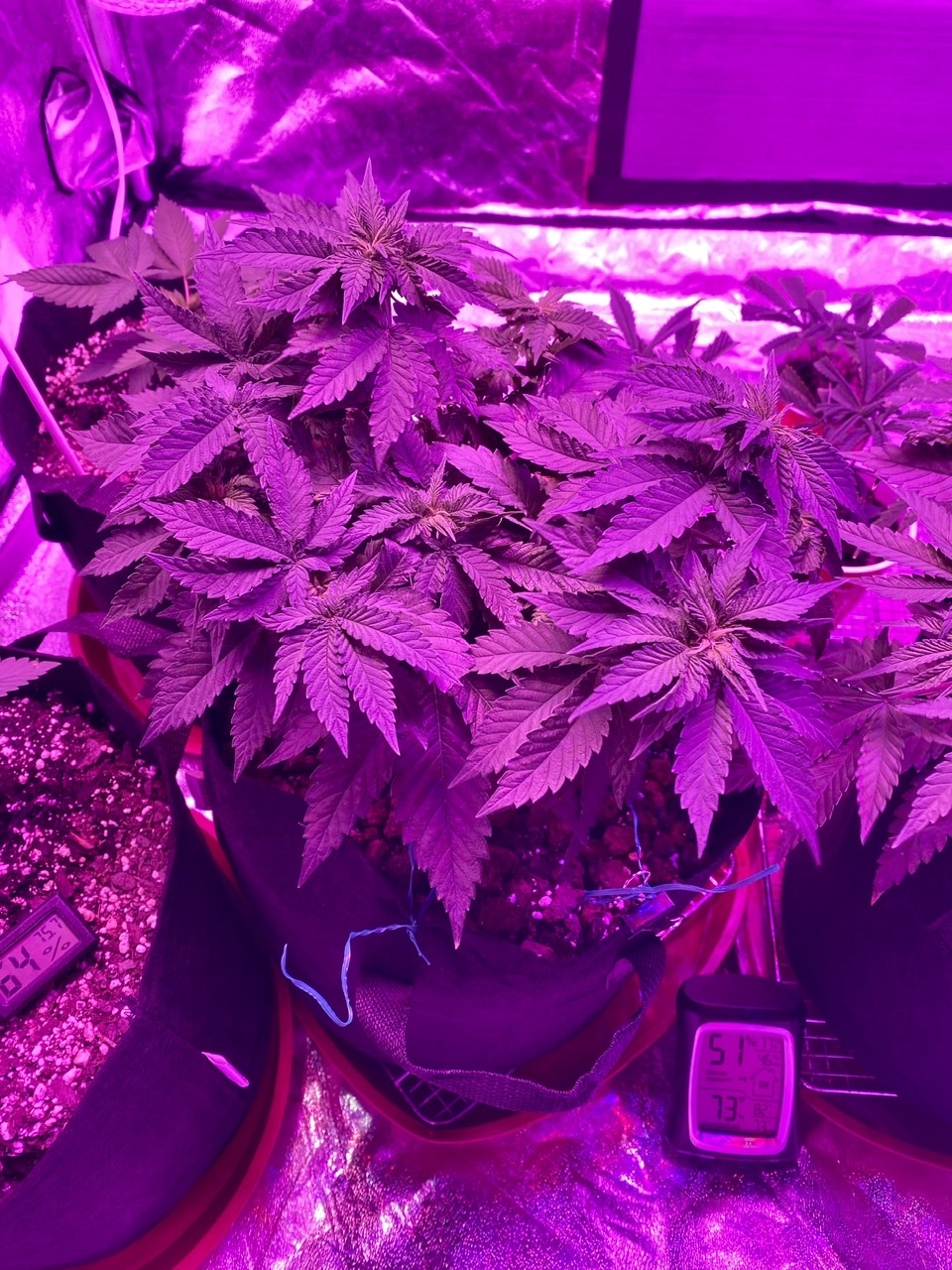 Quick update after lst and feedings thanks for all the knowledge ive found here happy growing 2
