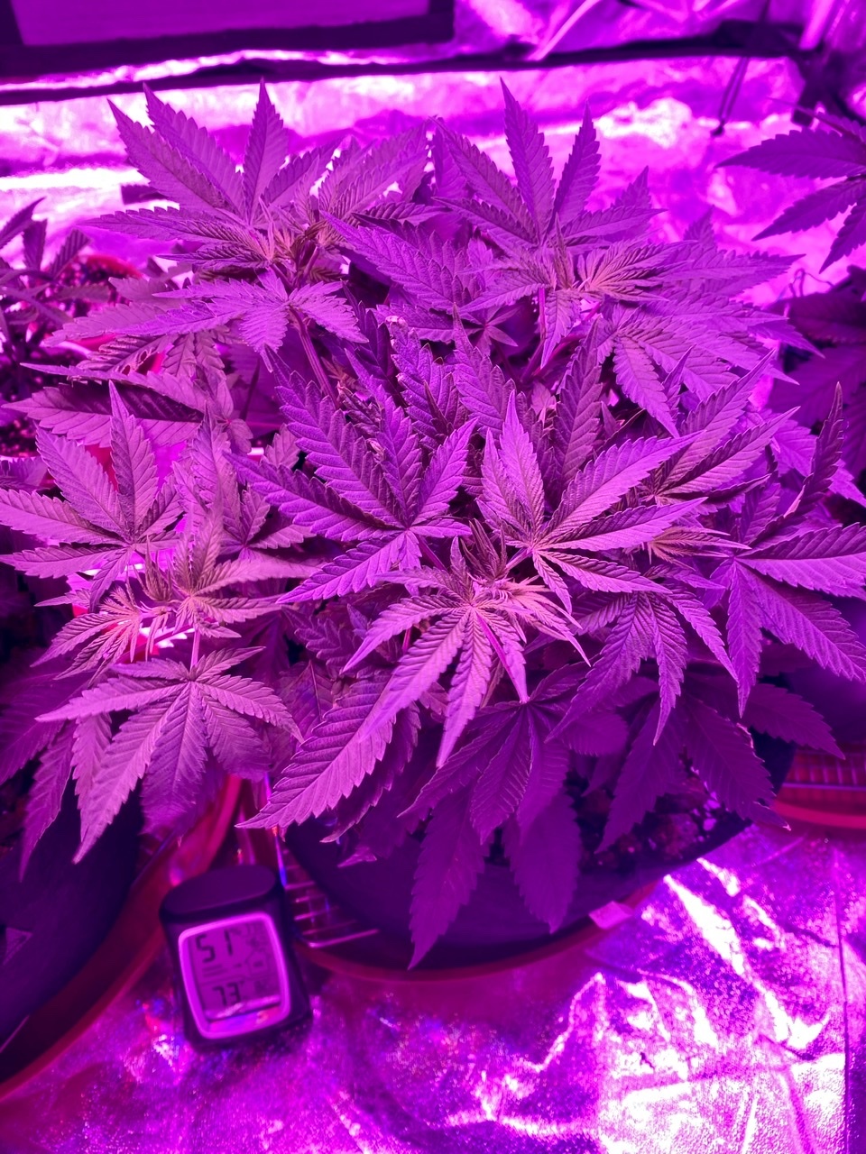 Quick update after lst and feedings thanks for all the knowledge ive found here happy growing 3