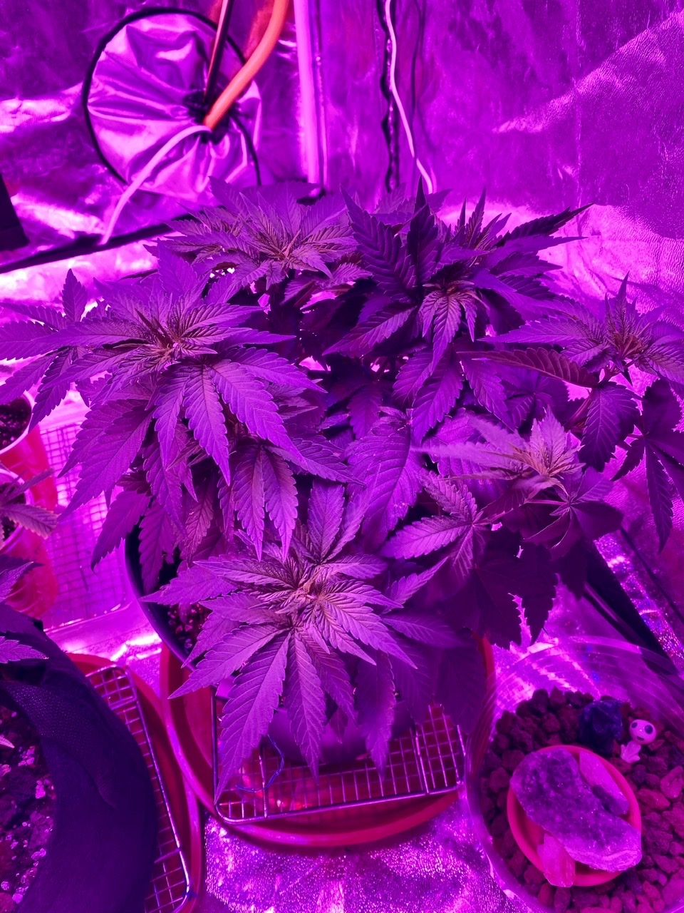 Quick update after lst and feedings thanks for all the knowledge ive found here happy growing 4