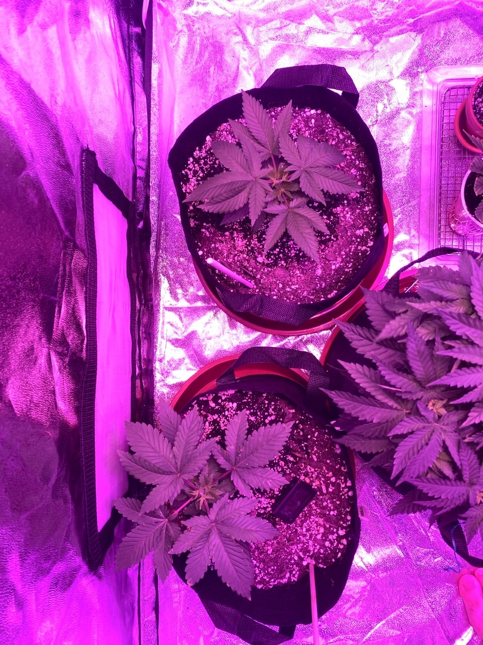 Quick update after lst and feedings thanks for all the knowledge ive found here happy growing