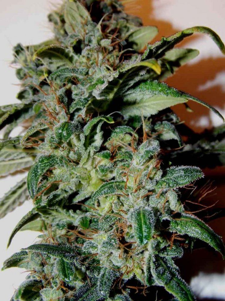 R 14er day 57 flower 7