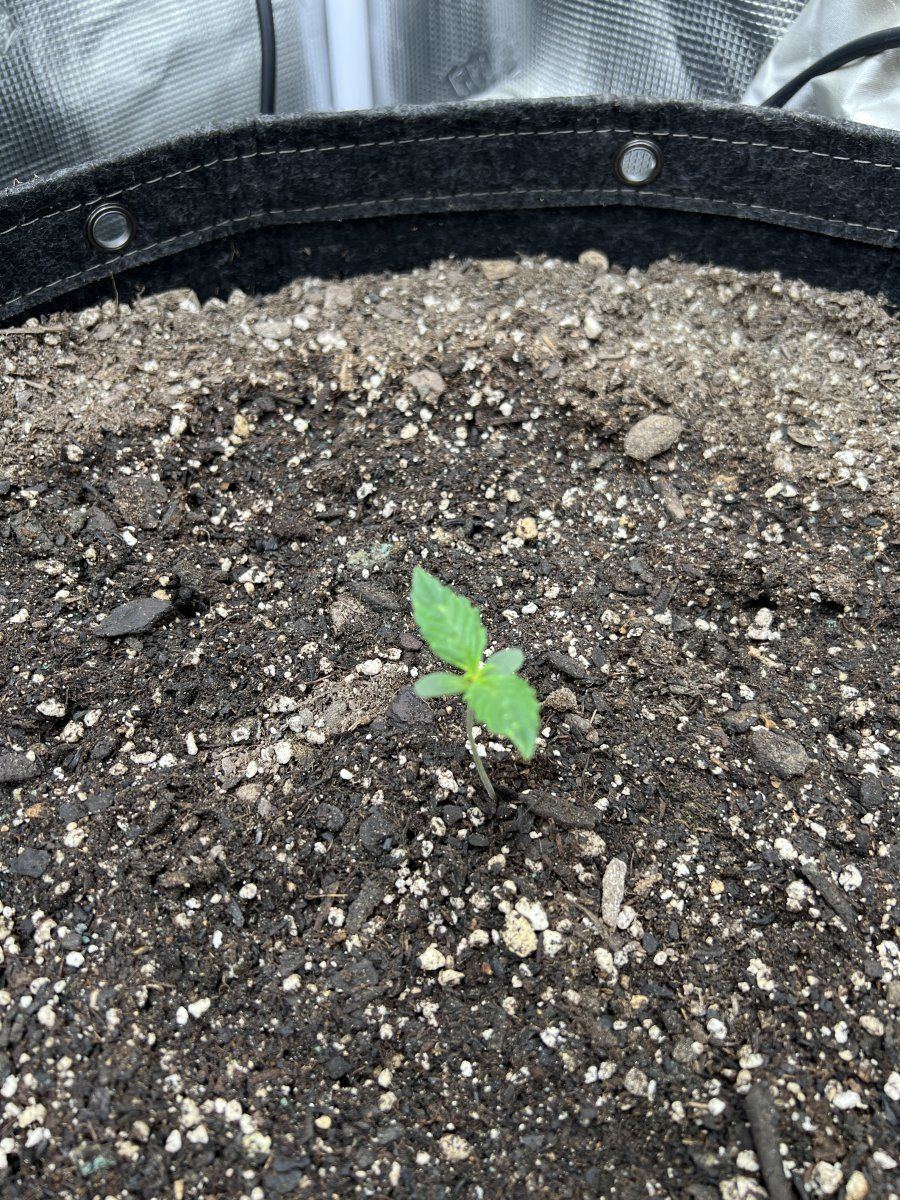R Plant