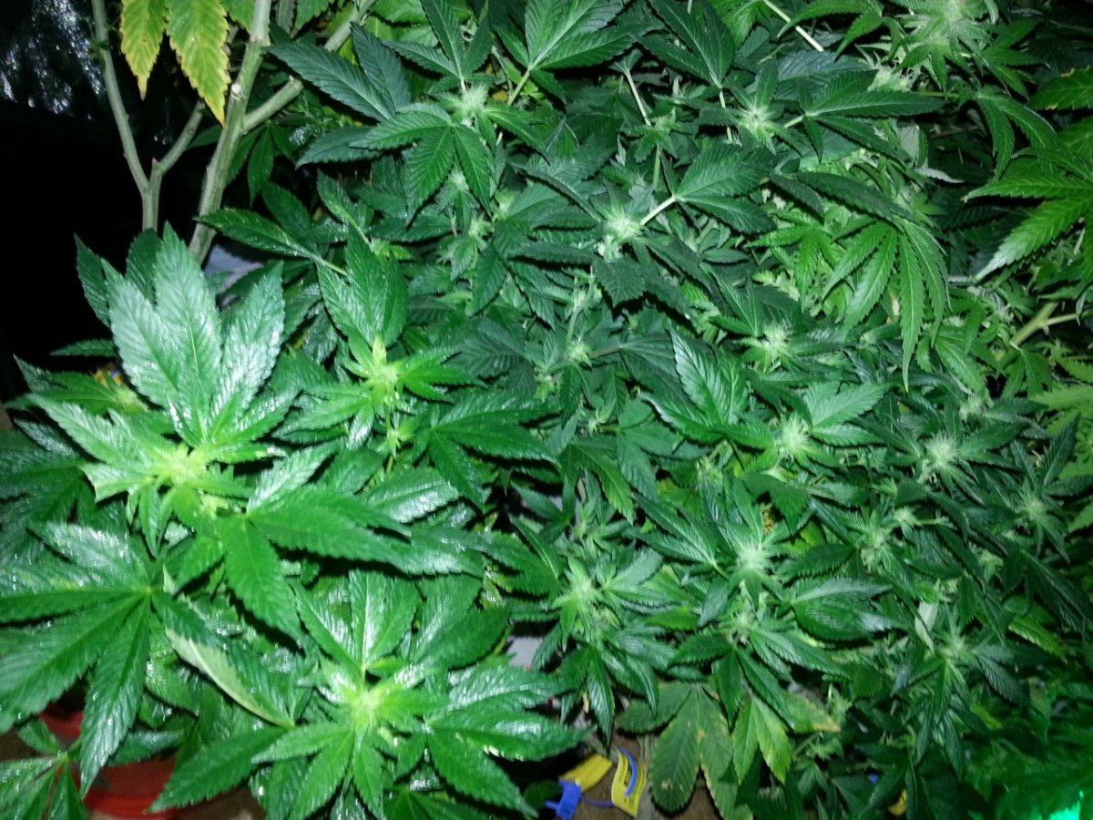R14er whole plant