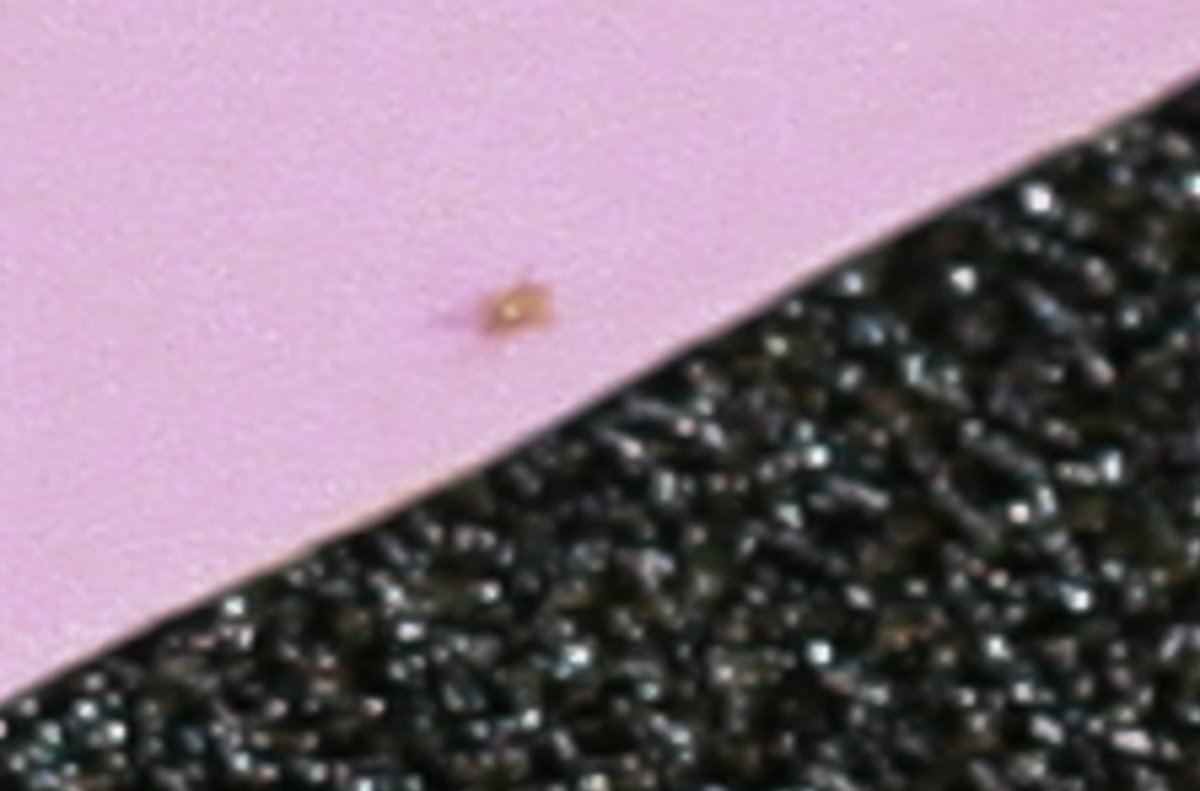 RA or gnat larvae 1