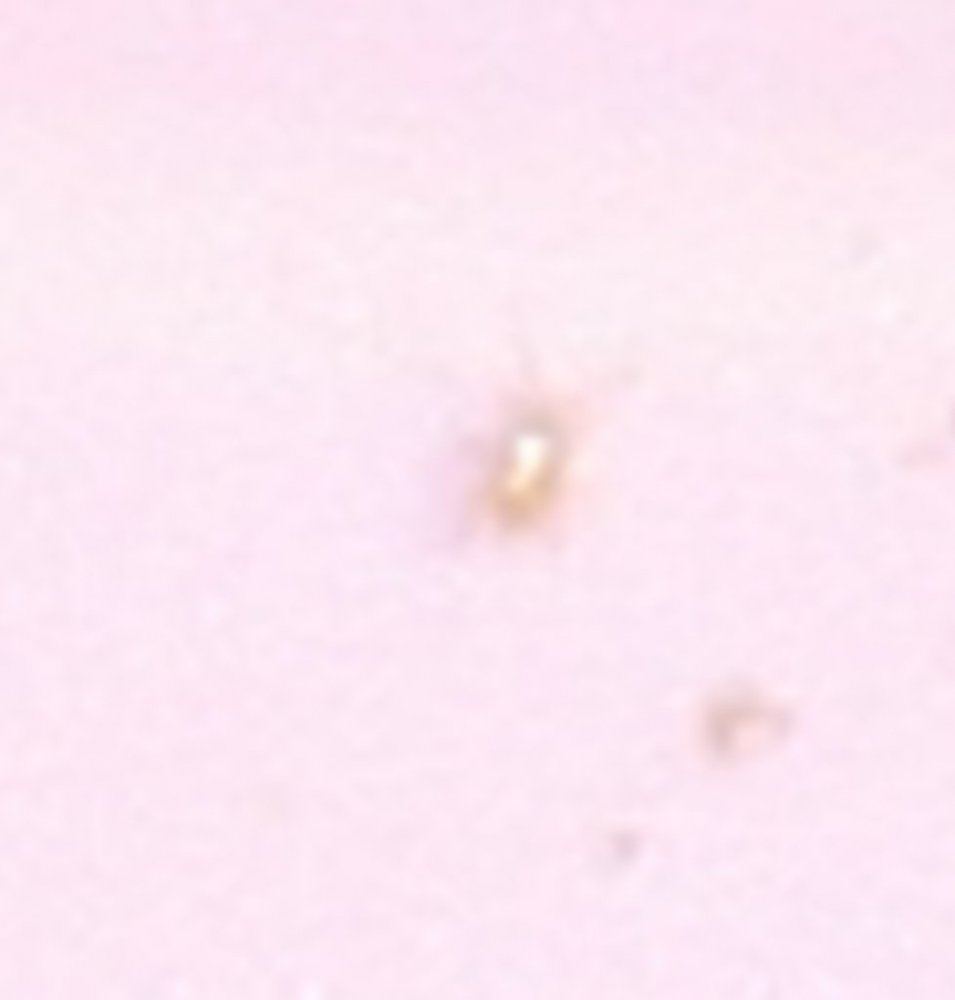 RA or gnat larvae 7