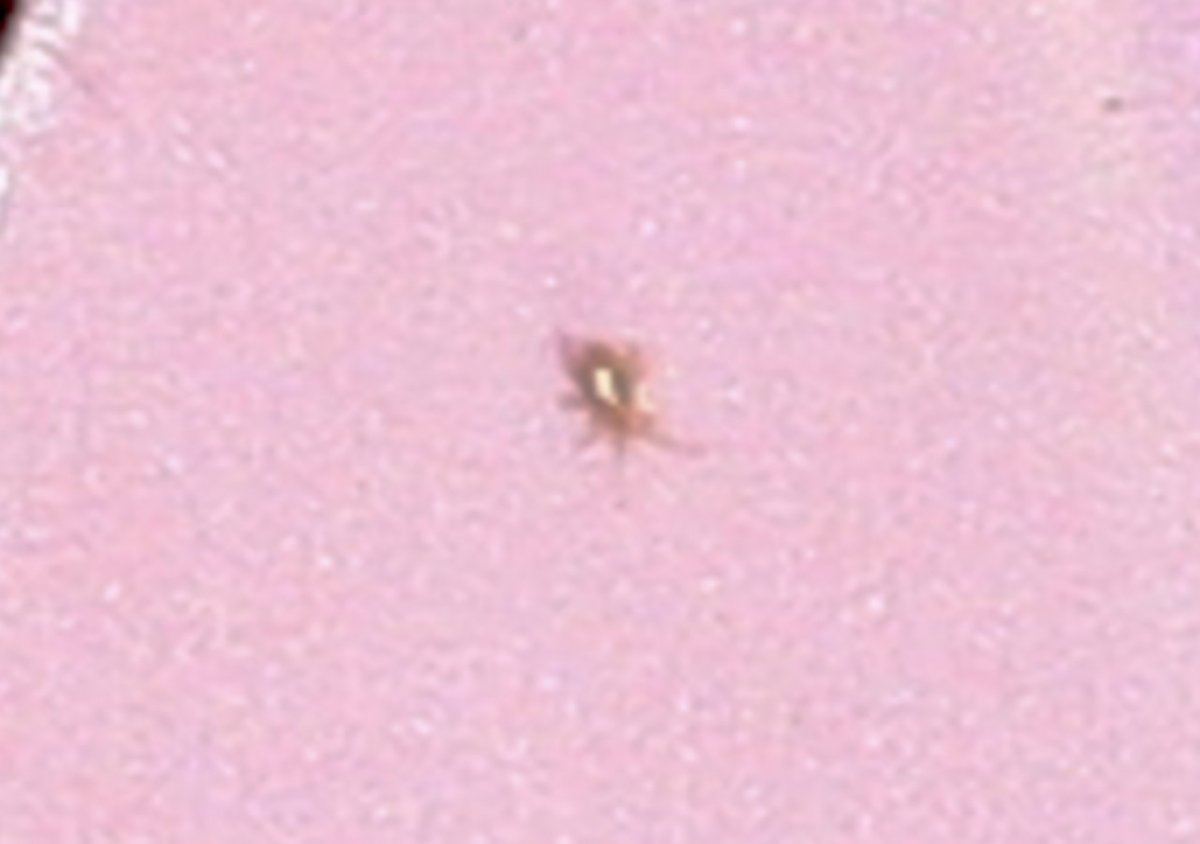 RA or gnat larvae 91