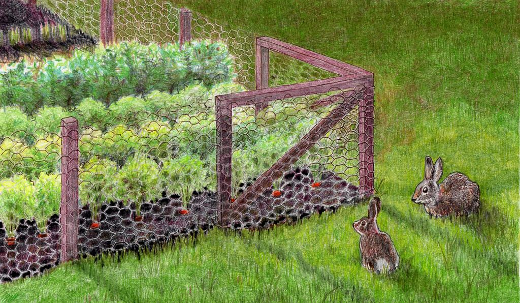 Rabbit fence illustration web