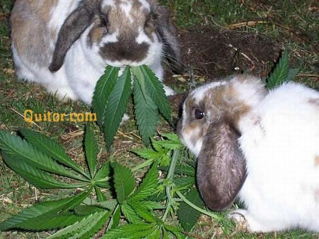 Rabits reating weed
