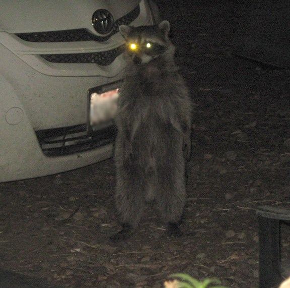Racoonstanding