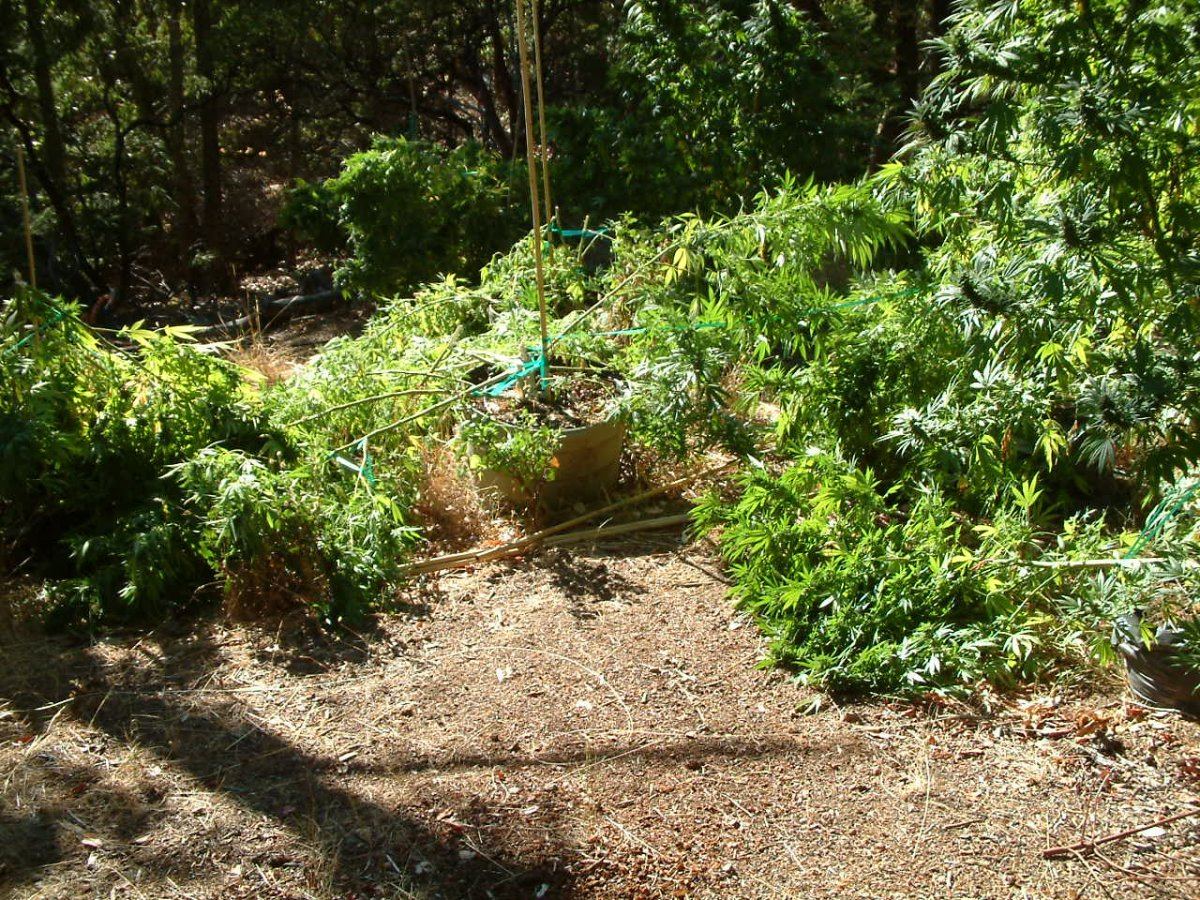 Rain damage