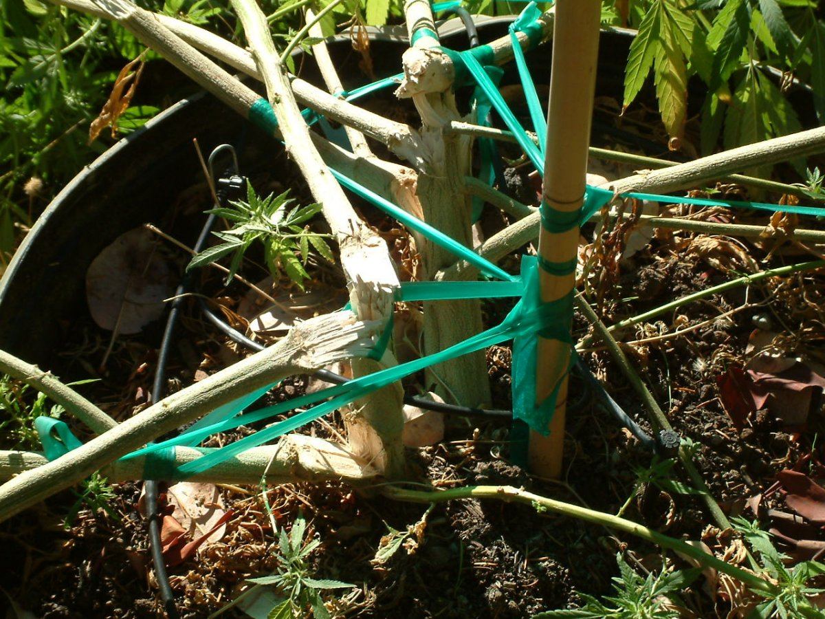 Rain damage stems