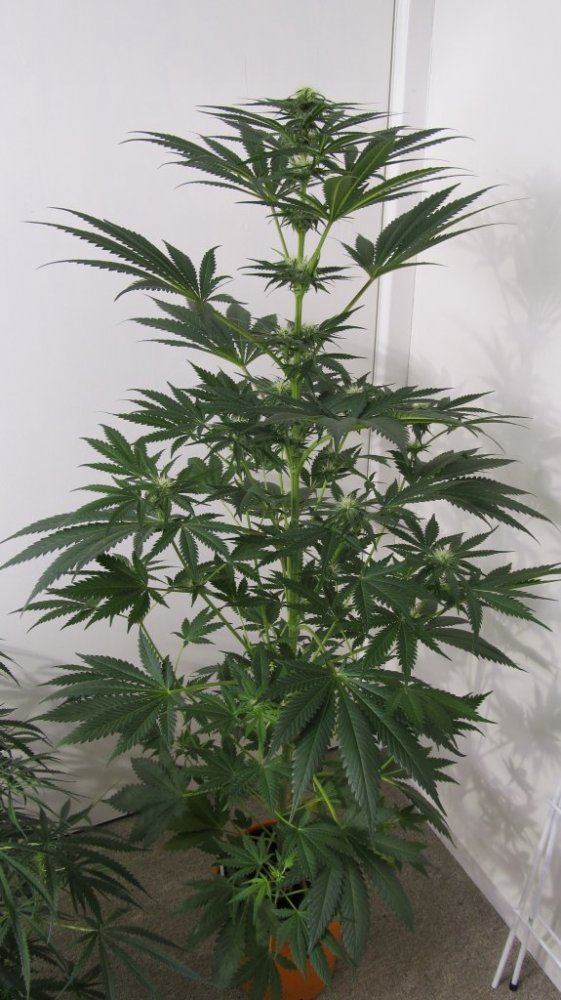 Rainbow Chunky and Super Kush 005