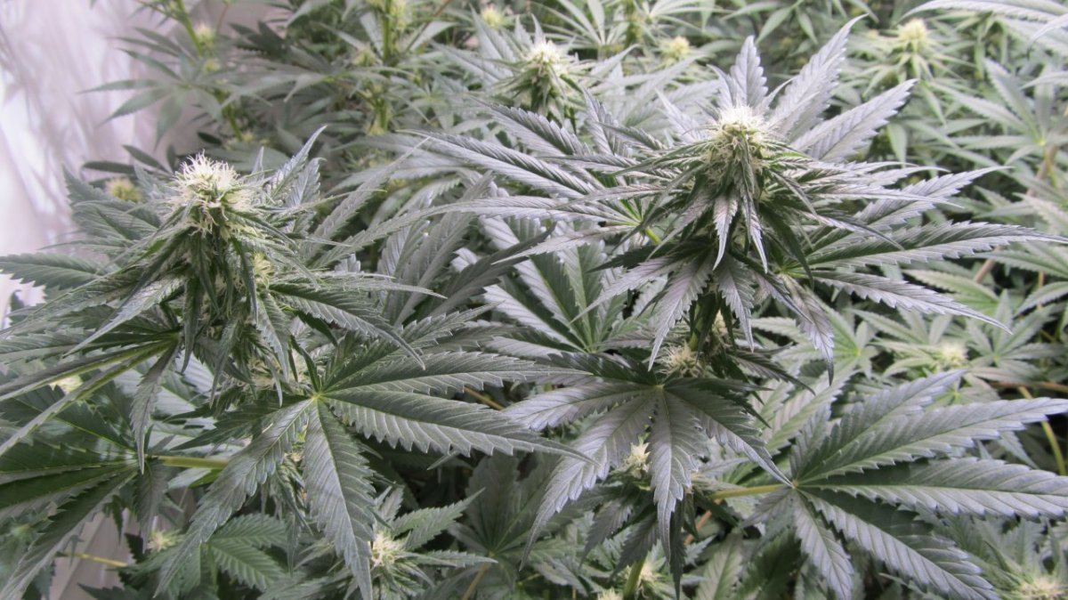 Rainbow Chunky and Super Kush 013