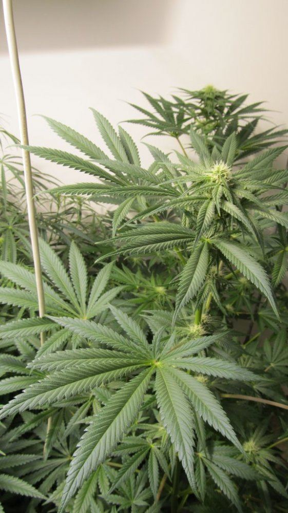 Rainbow Chunky and Super Kush 018