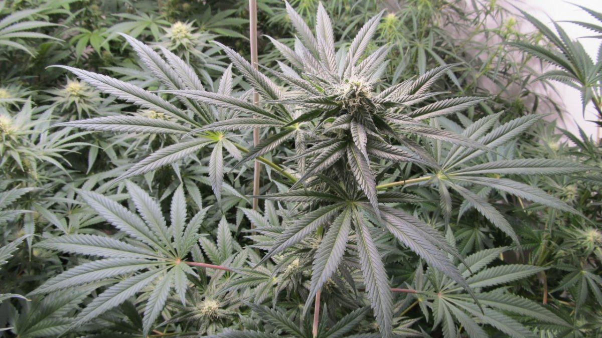 Rainbow Chunky and Super Kush 6 weeks 004