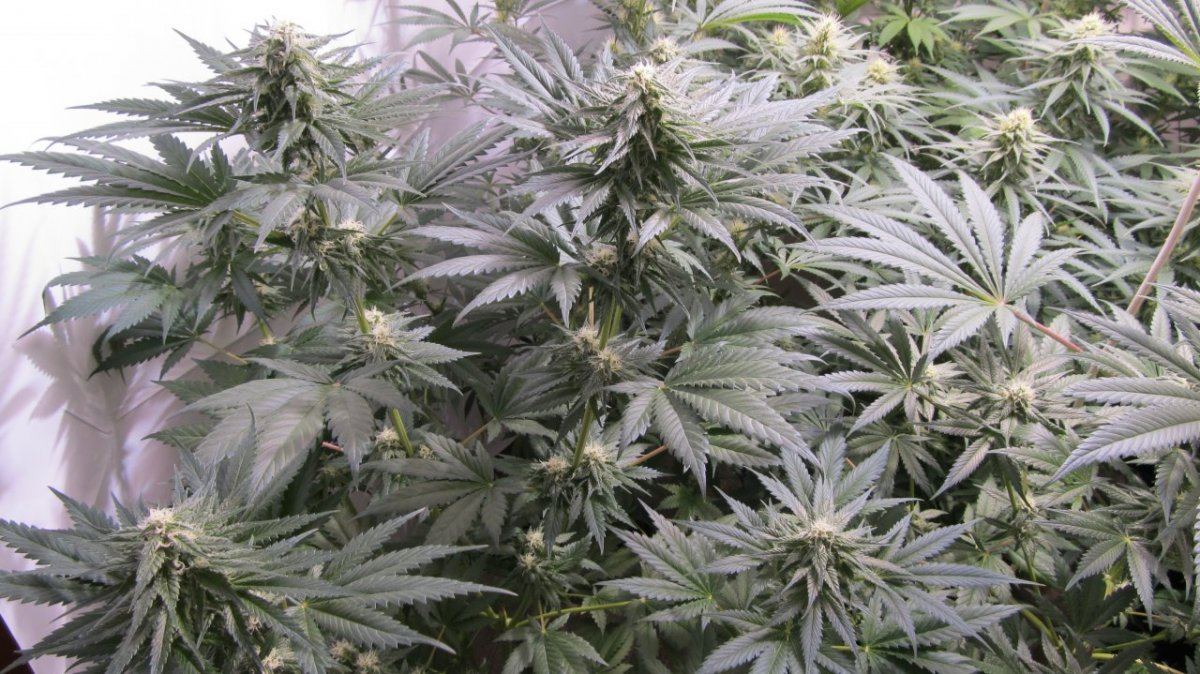Rainbow Chunky and Super Kush 6 weeks 005