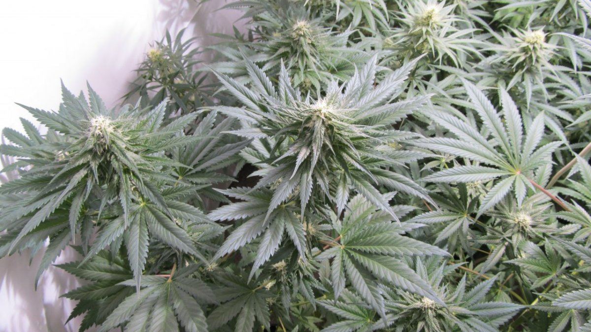Rainbow Chunky and Super Kush 6 weeks 012