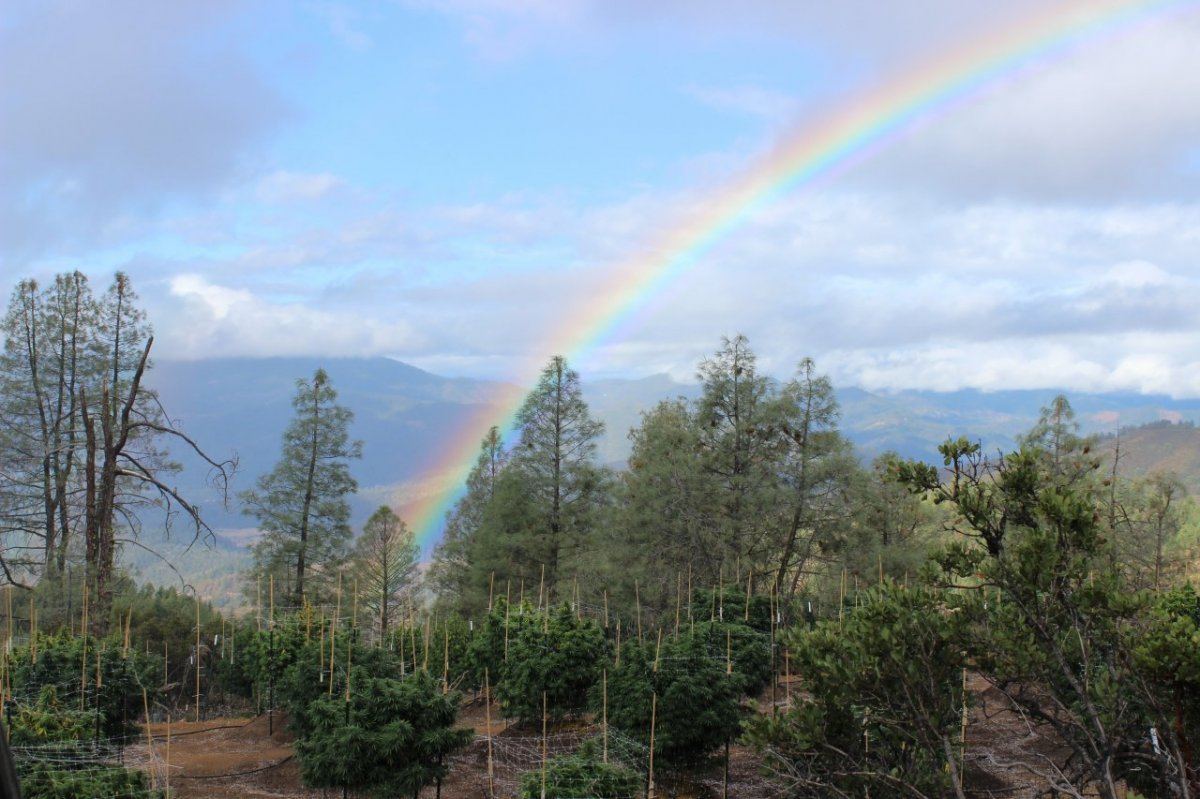 Rainbow
