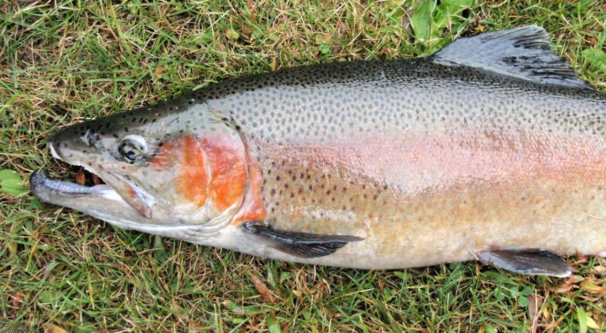 Rainbow Trout  m2h   Cold Creek  9 24 09  NT