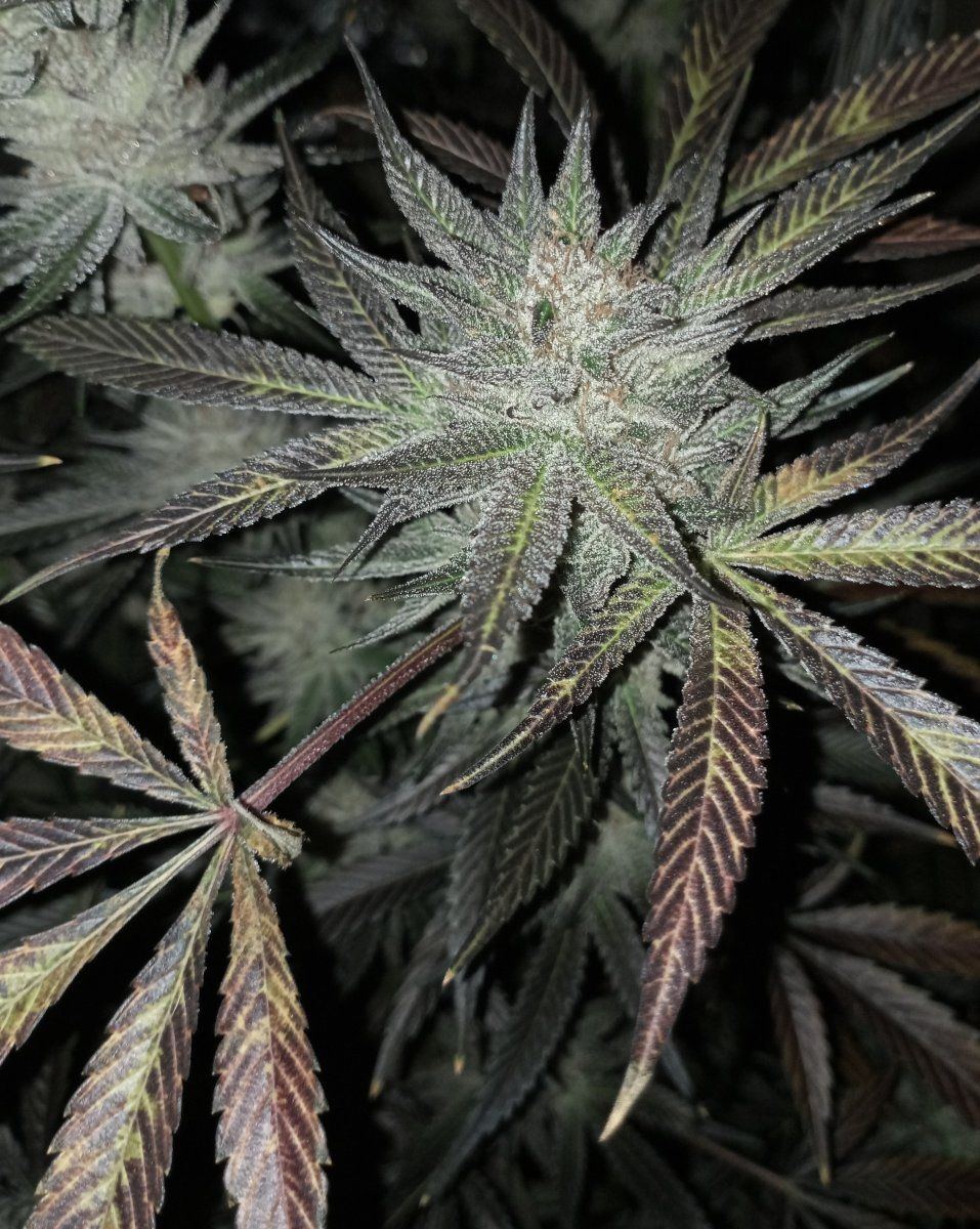 Rainbowbc