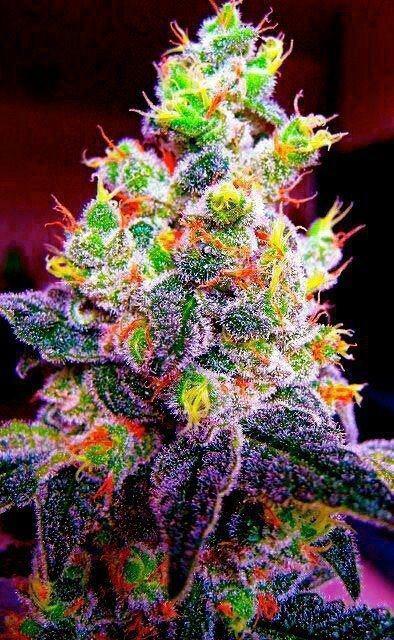 Rainbowbud