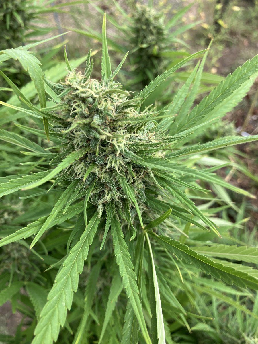 Rainy days debating on pulling this girl 2