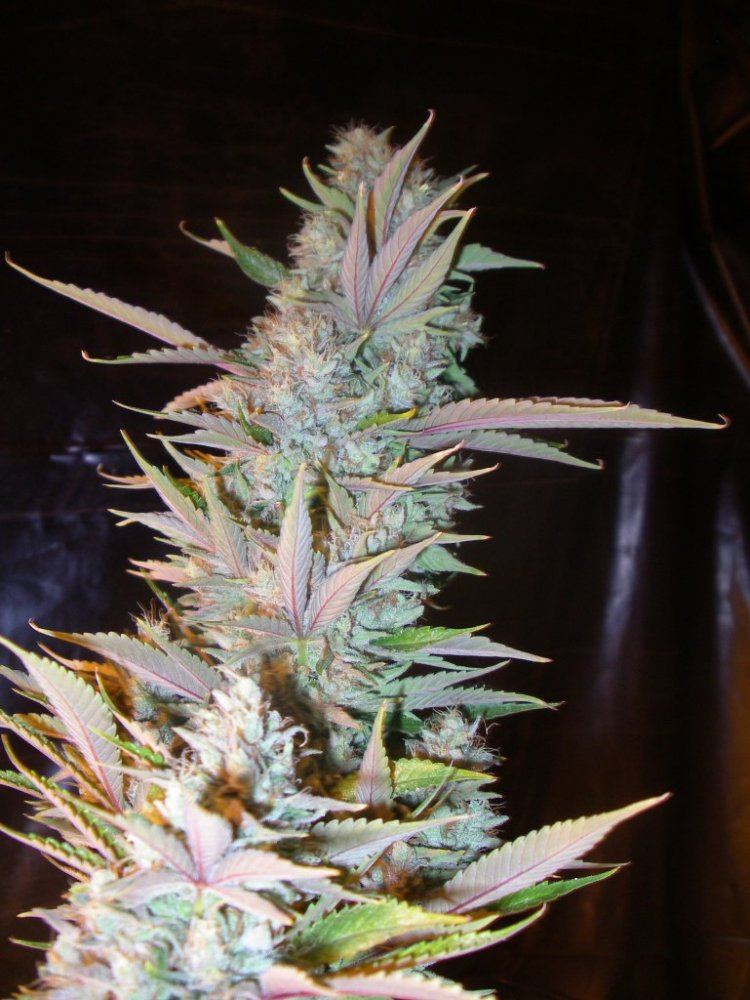 Random alien cross pics 3