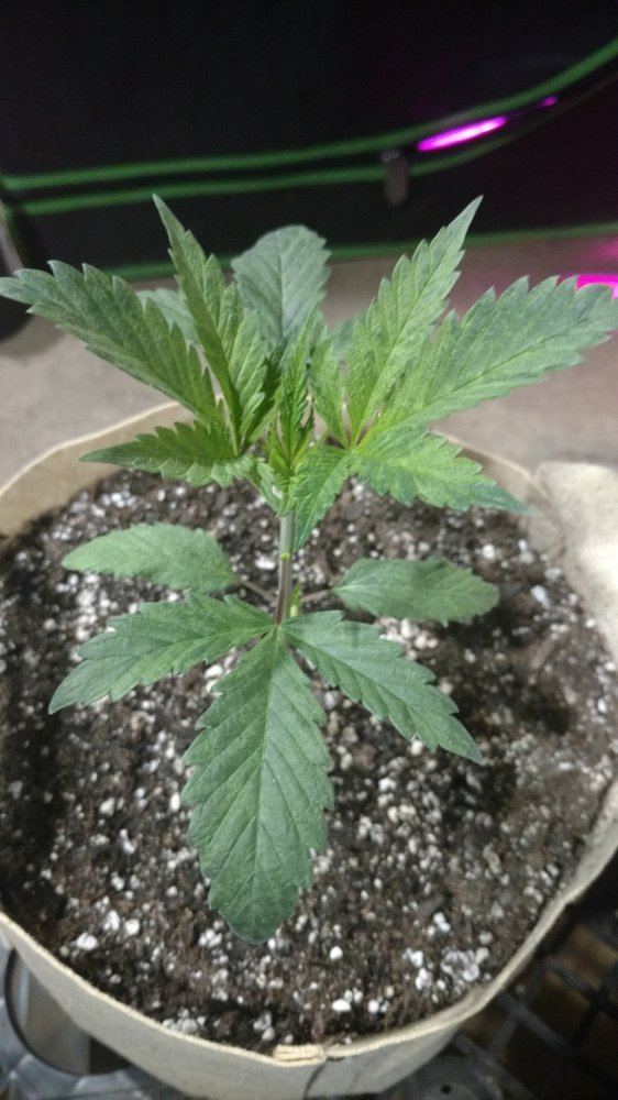Random grow journal multi strain 2