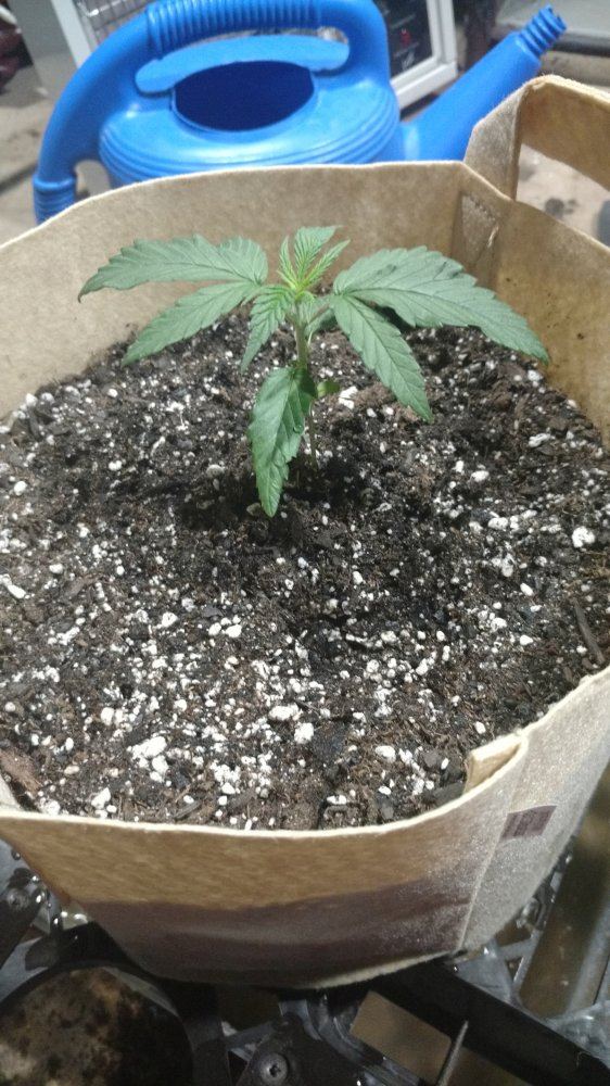 Random grow journal multi strain 3