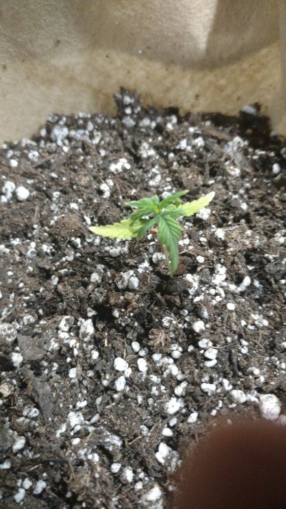 Random grow journal multi strain 4