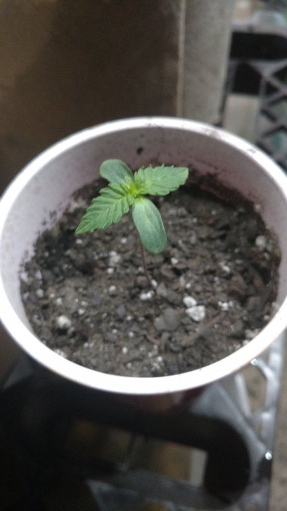 Random grow journal multi strain 5
