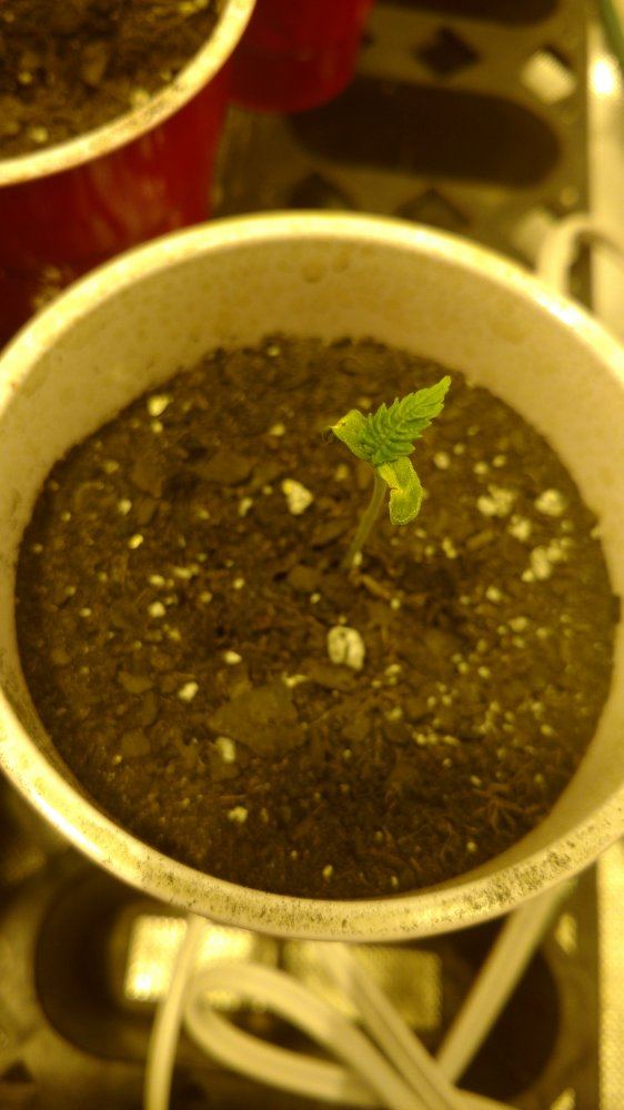 Random grow journal multi strain 6