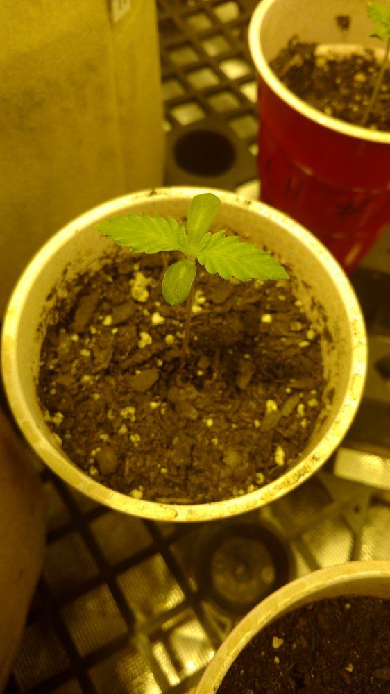 Random grow journal multi strain 7