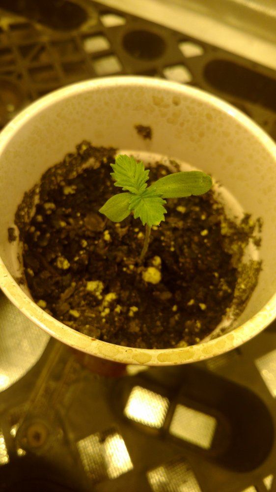 Random grow journal multi strain 8