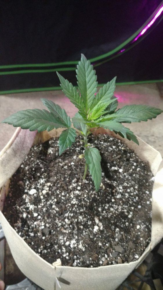 Random grow journal multi strain