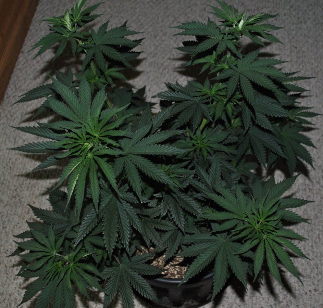 Rare dankness og ghost train haze 1 2