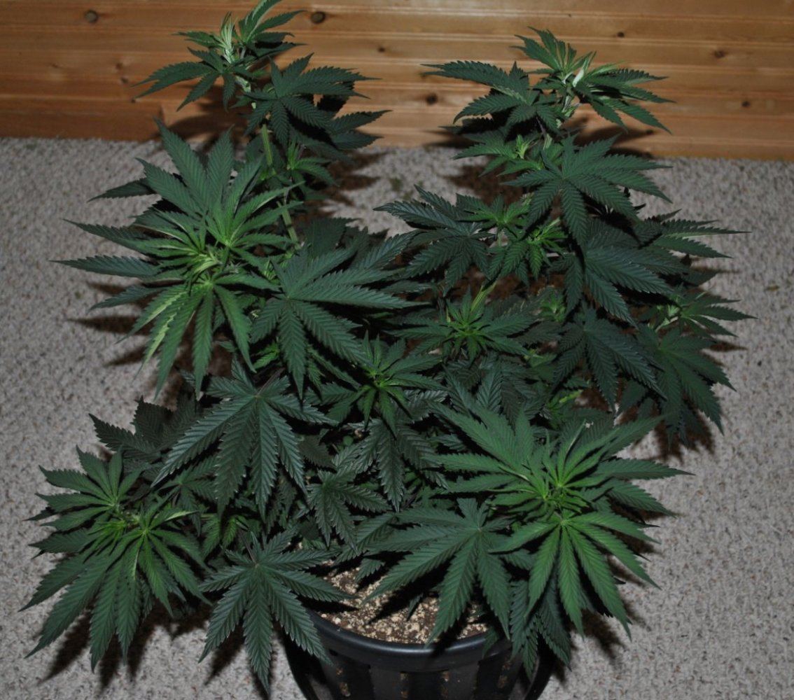 Rare dankness og ghost train haze 1 3