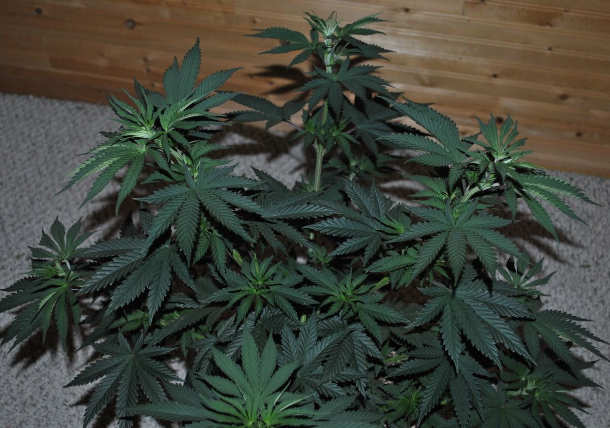Rare dankness og ghost train haze 1 4