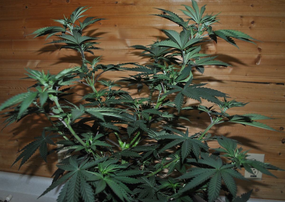 Rare dankness og ghost train haze 1