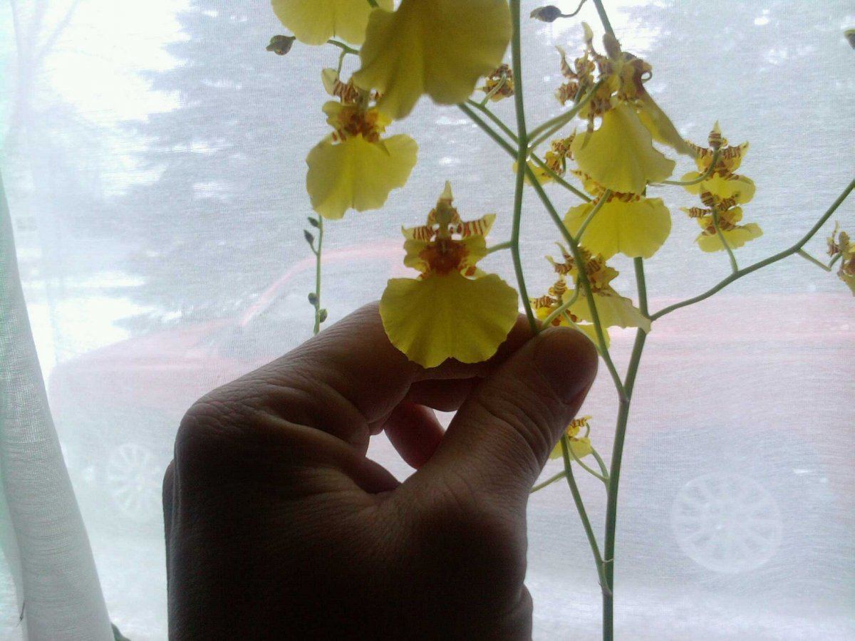 Rare orchid pics no weed but cool check um out 2