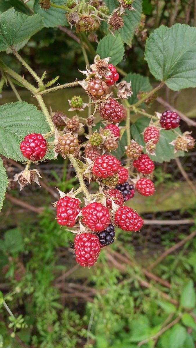 Rasberrys