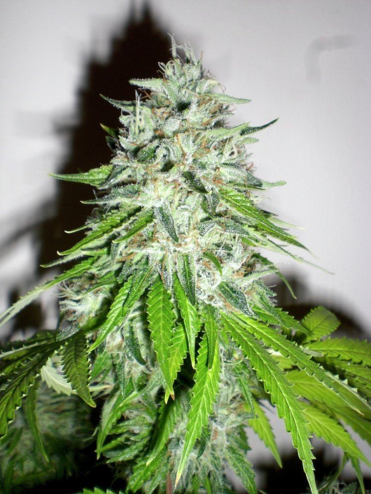 Raskals white x bubba shots