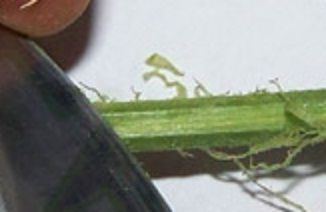Raspar tallo esqueje