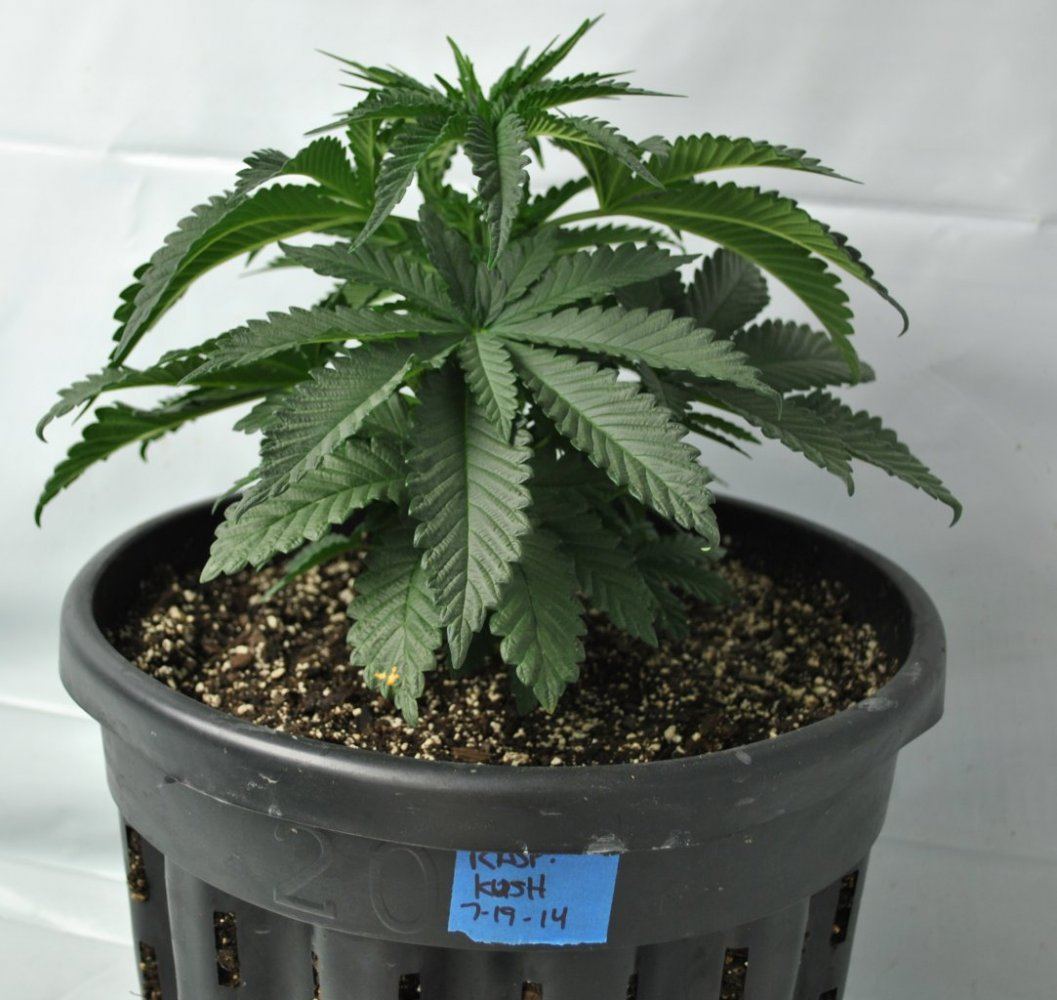 RASPBERRY KUSH VEG 7 30 14 1