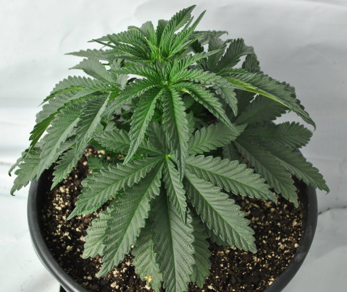 RASPBERRY KUSH VEG 7 30 14 2