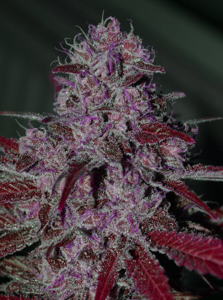 Raspberrybud