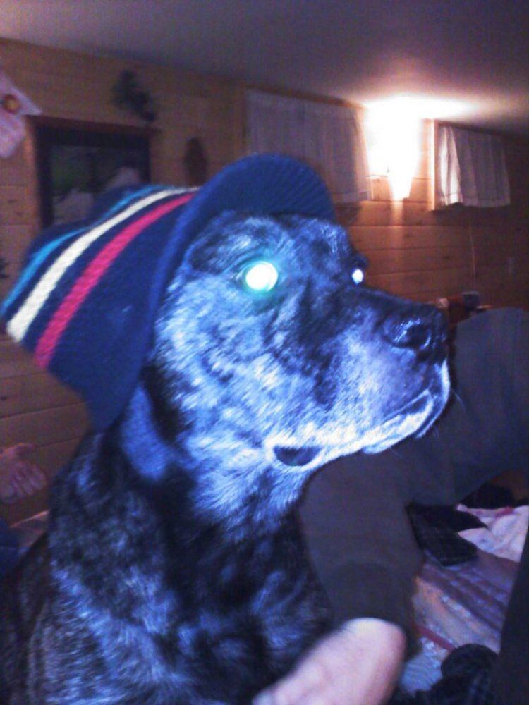 Rasta gill
