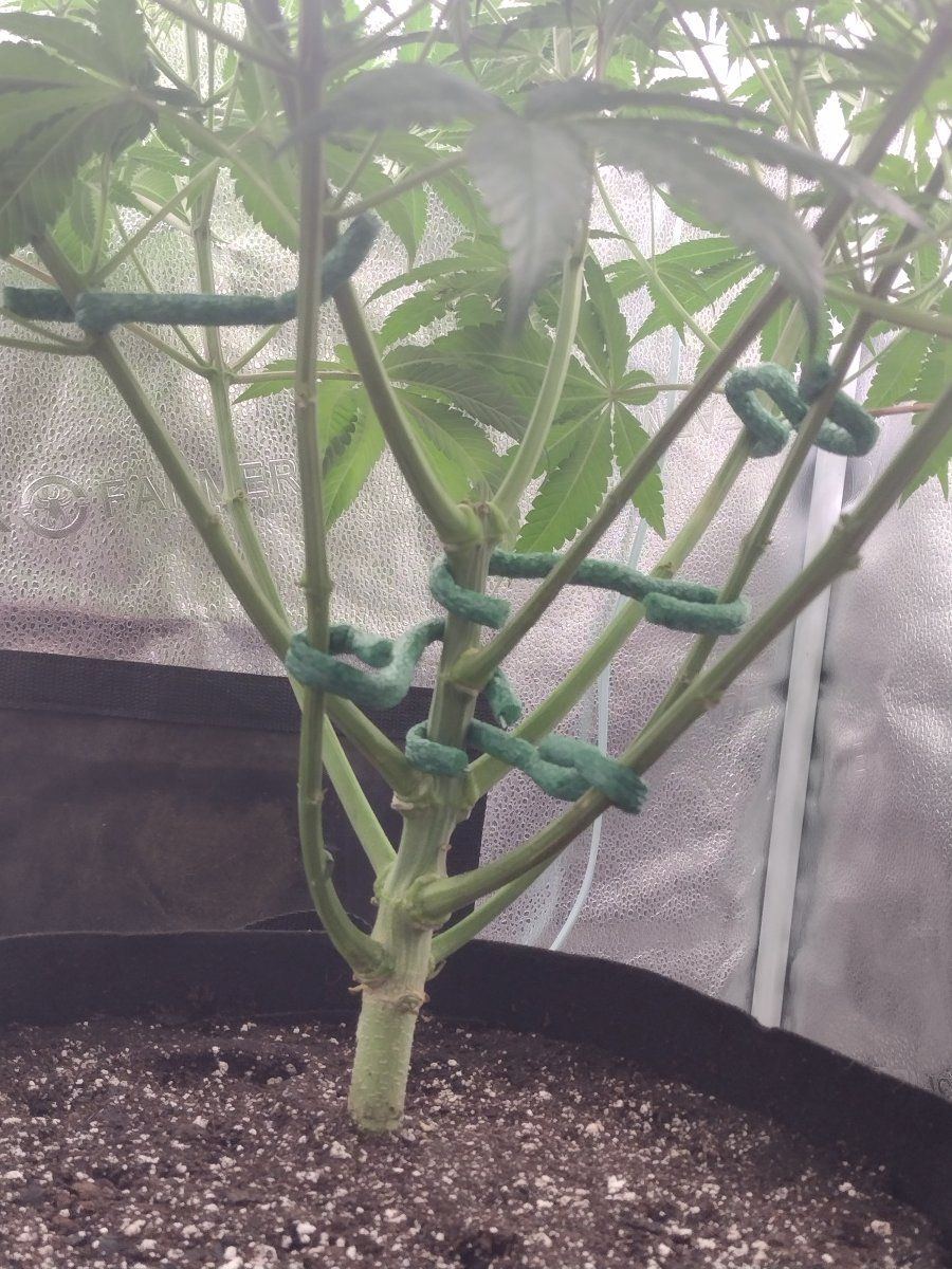 Rate my training technique 1 10 4