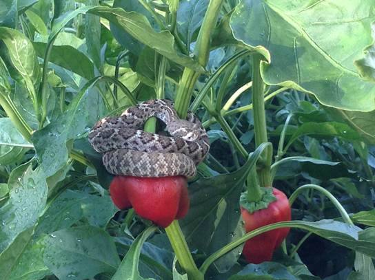 Rattlesnakepeppers