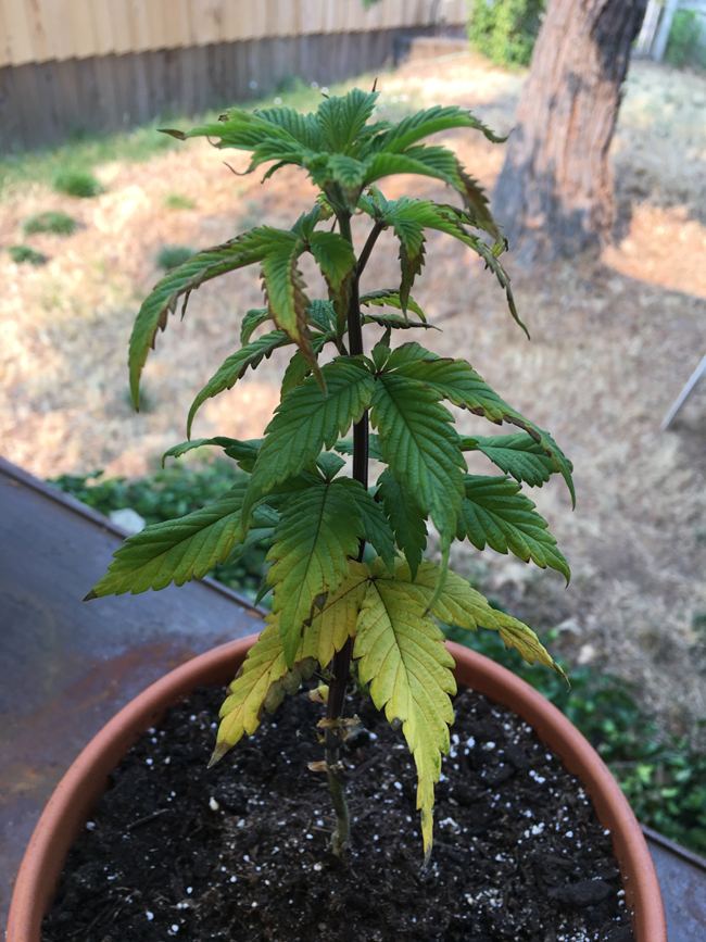 Ravaged Pot